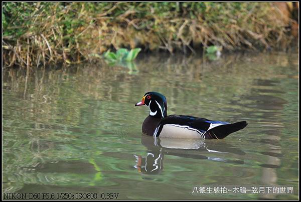 八德生態公園拍~木鴨_03