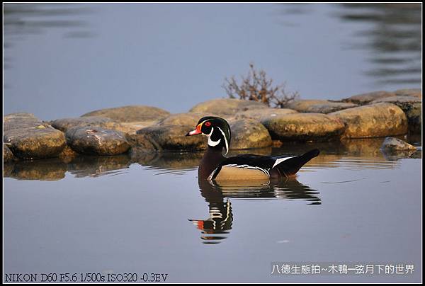 八德生態公園拍~木鴨_04