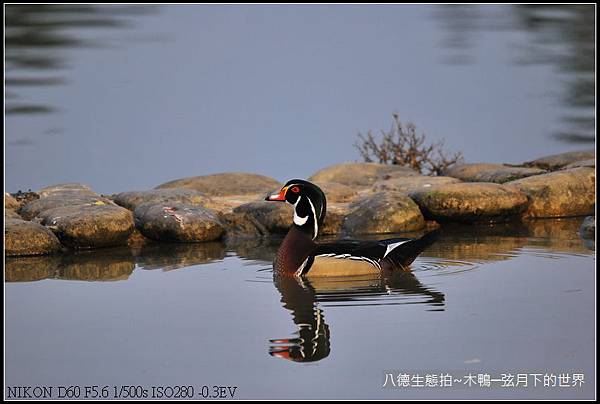 八德生態公園拍~木鴨_07