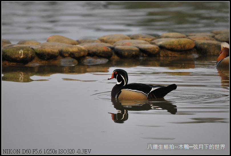 八德生態公園拍~木鴨_08