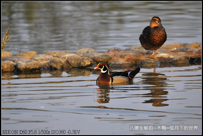 八德生態公園拍~木鴨_10