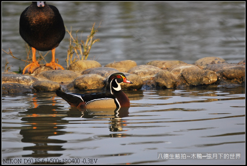 八德生態公園拍~木鴨_11