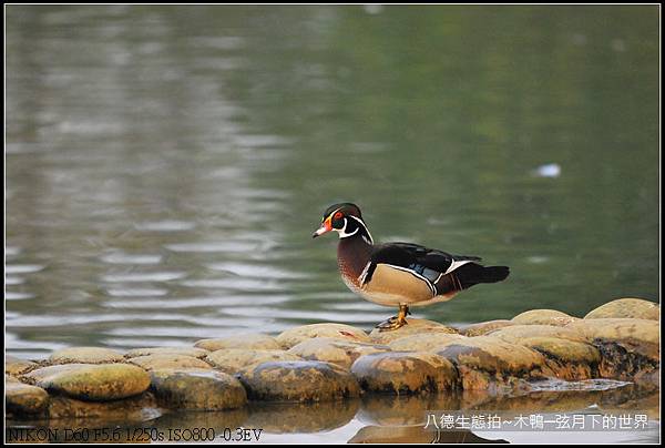 八德生態公園拍~木鴨_13