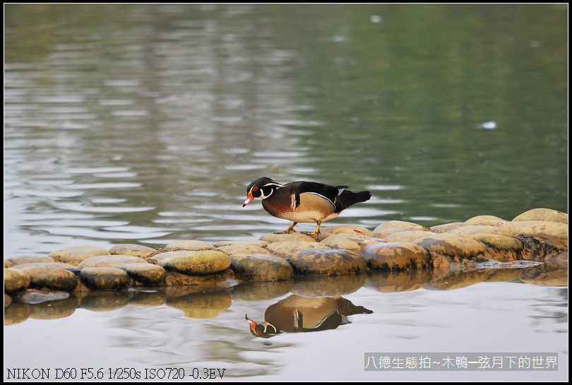 八德生態公園拍~木鴨_14