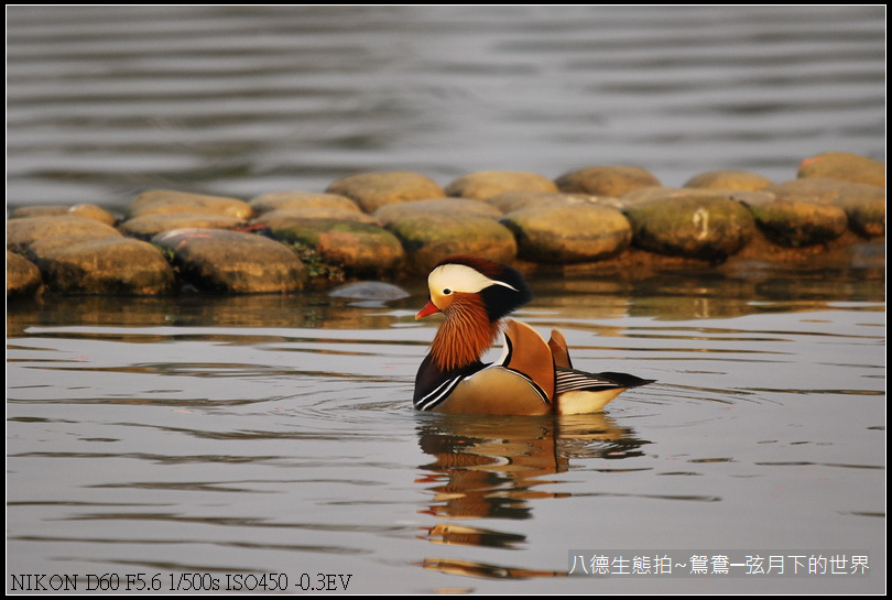 八德生態公園拍鴛鴦_02