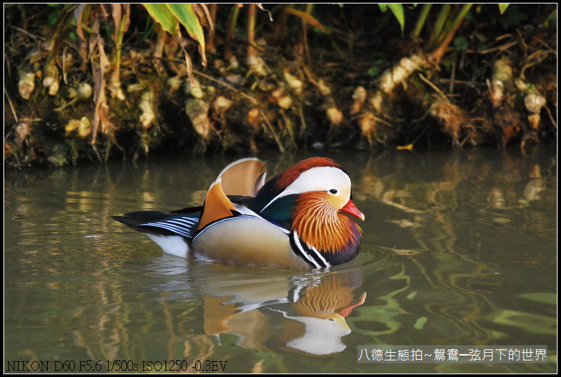 八德生態公園拍鴛鴦_08