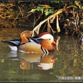 八德生態公園拍鴛鴦_10