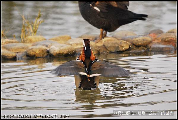 八德生態公園拍鴛鴦_25