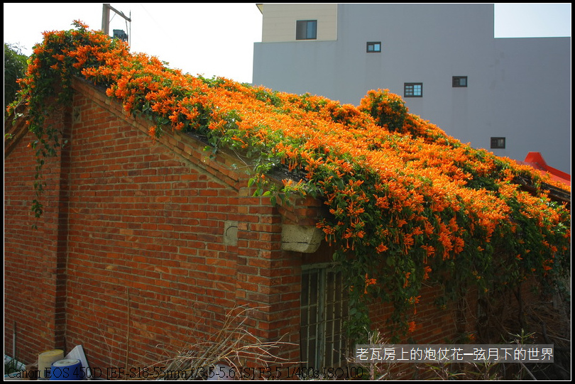 老瓦房與炮仗花017.JPG