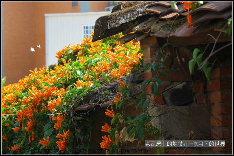 老瓦房與炮仗花024.JPG