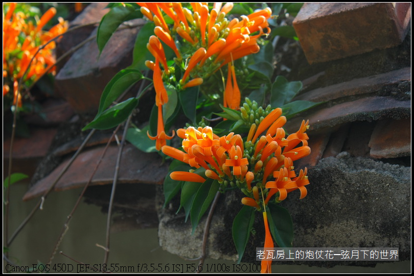 老瓦房與炮仗花026.JPG