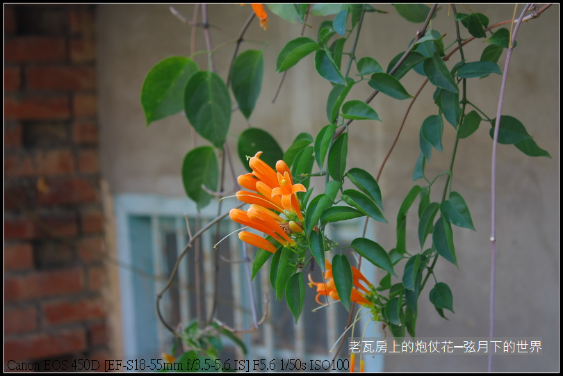 老瓦房與炮仗花027.JPG