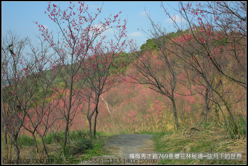 楊梅區秀才路769巷櫻花林秘境(附指示圖)_05.JPG