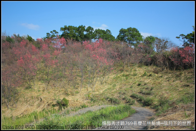 楊梅區秀才路769巷櫻花林秘境(附指示圖)_07.JPG