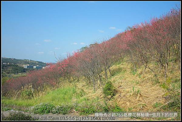 楊梅區秀才路769巷櫻花林秘境(附指示圖)_08.JPG