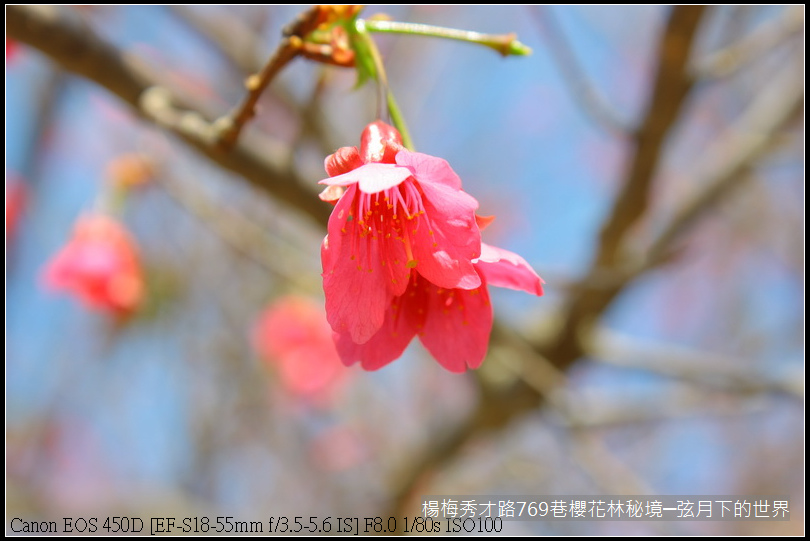 楊梅區秀才路769巷櫻花林秘境(附指示圖)_13