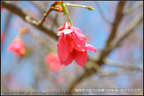 楊梅區秀才路769巷櫻花林秘境(附指示圖)_13