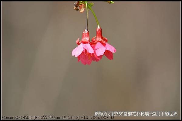 楊梅區秀才路769巷櫻花林秘境(附指示圖)_16