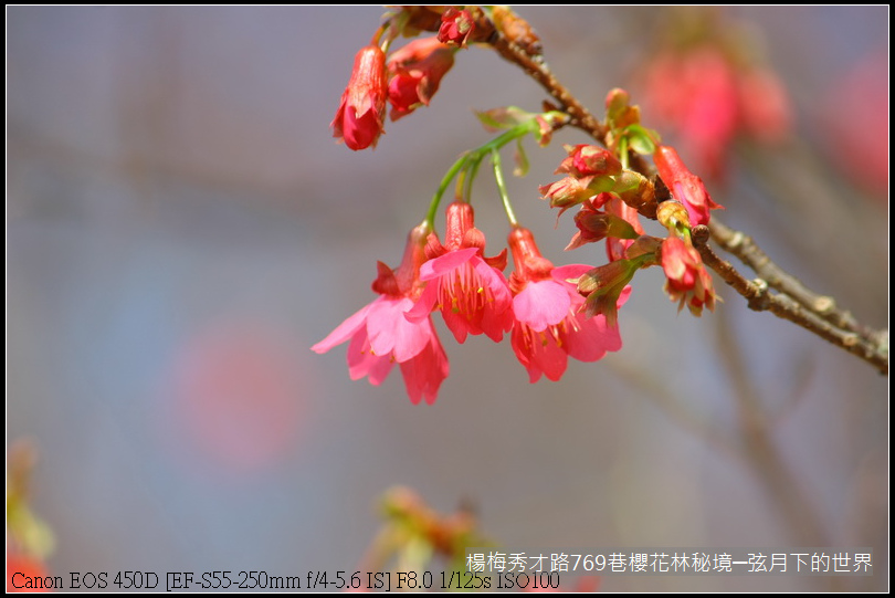 楊梅區秀才路769巷櫻花林秘境(附指示圖)_17