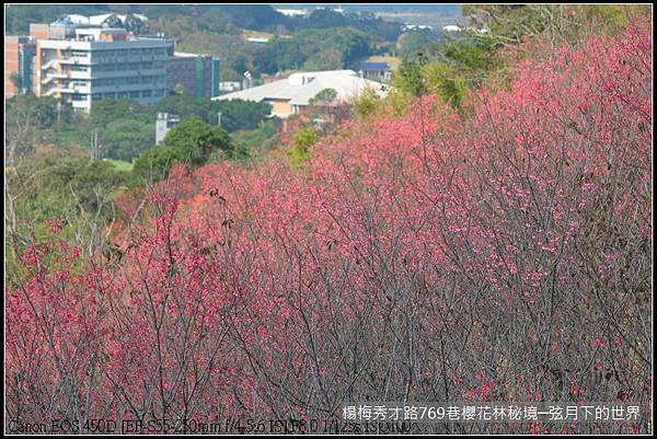 楊梅區秀才路769巷櫻花林秘境(附指示圖)_19