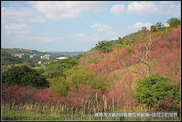 楊梅區秀才路769巷櫻花林秘境(附指示圖)_24