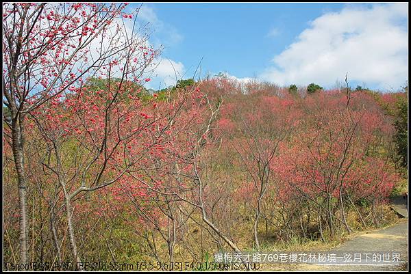 楊梅區秀才路769巷櫻花林秘境(附指示圖)_29