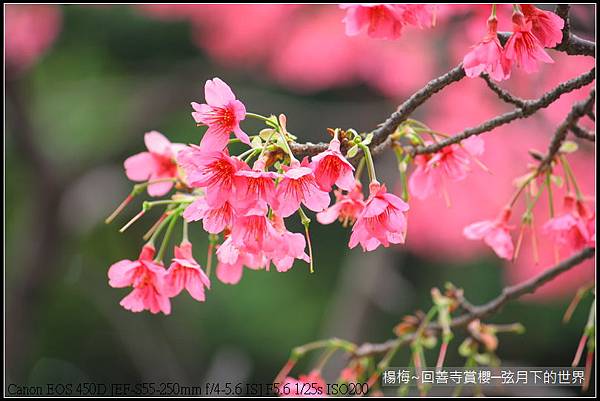楊梅~回善寺賞櫻_05.JPG