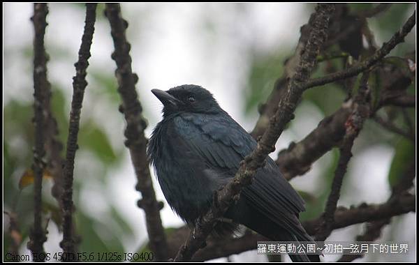 2015年羅東運動公園~公園初訪_07