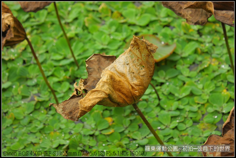 2015年羅東運動公園~公園初訪_12