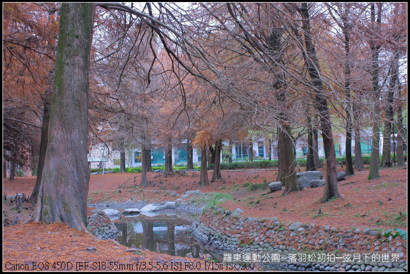 2015年羅東運動公園~落羽松_11