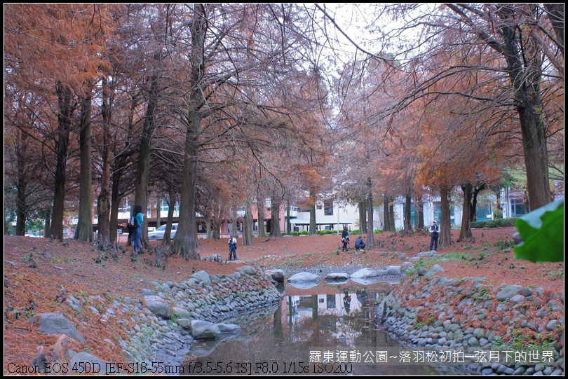 2015年羅東運動公園~落羽松_14