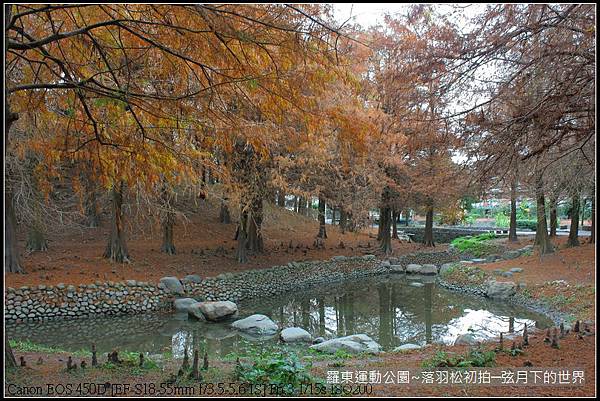 2015年羅東運動公園~落羽松_22