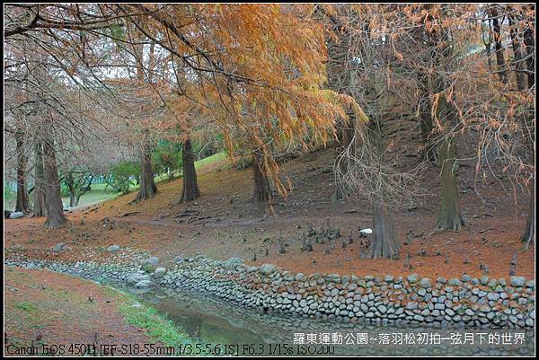 2015年羅東運動公園~落羽松_23