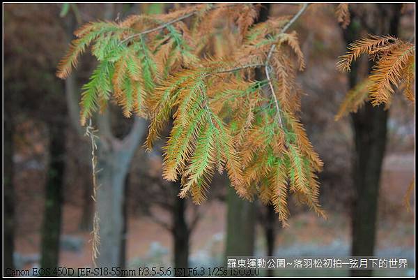 2015年羅東運動公園~落羽松_40