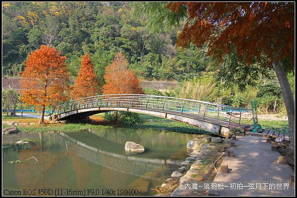 內灣~落羽松初拍_17