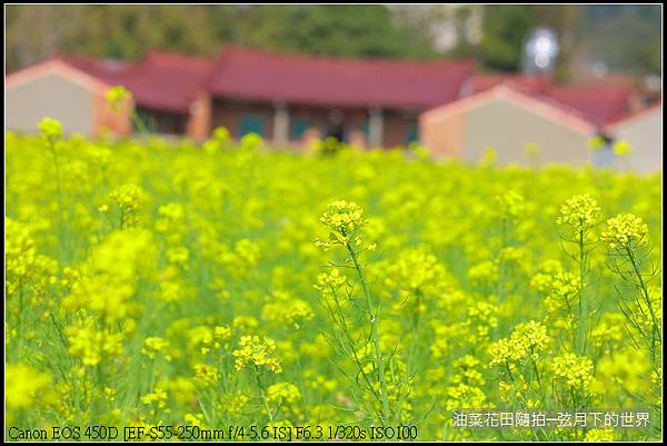 油菜花田隨拍_09