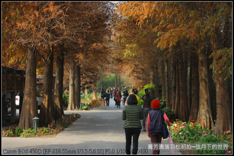 2015年菁芳園落羽松初拍_01.JPG