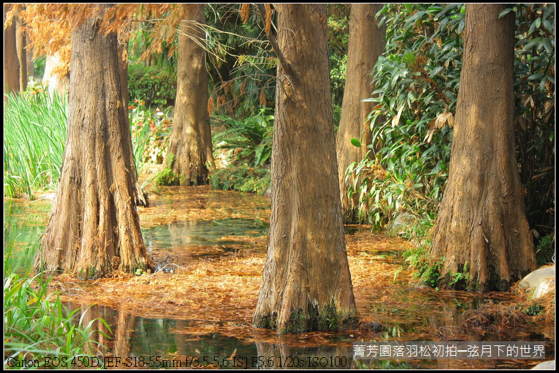 2015年菁芳園落羽松初拍_03.JPG