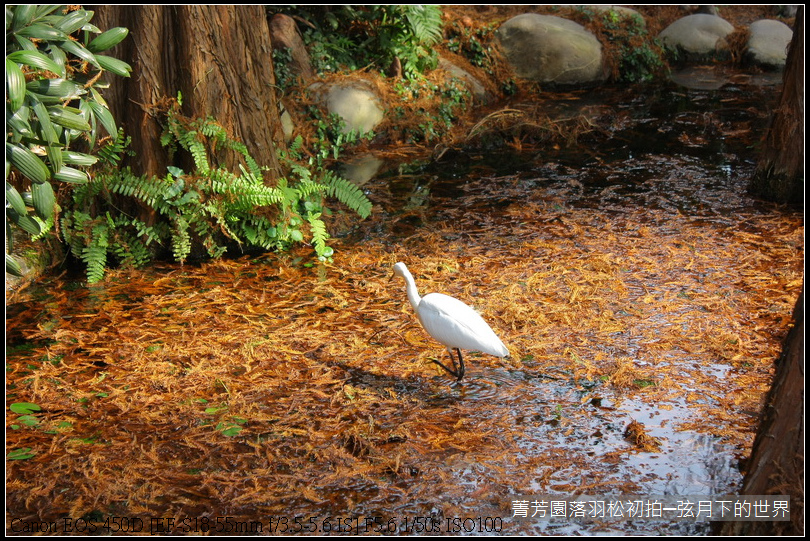 2015年菁芳園落羽松初拍_08.JPG