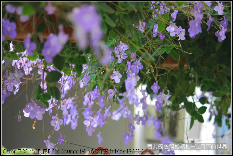 2015年菁芳園落羽松初拍_21.JPG