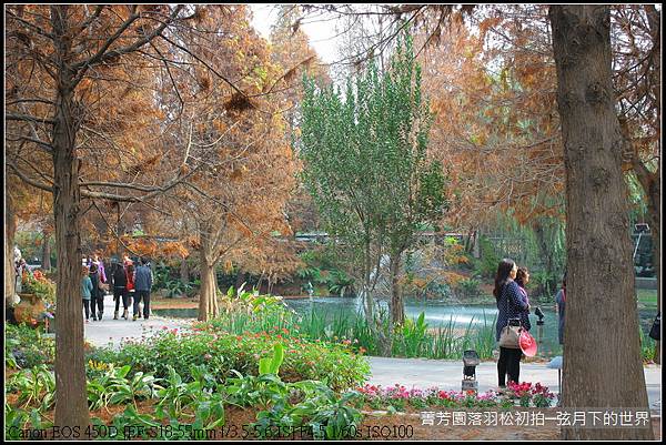 2015年菁芳園落羽松初拍_29.JPG