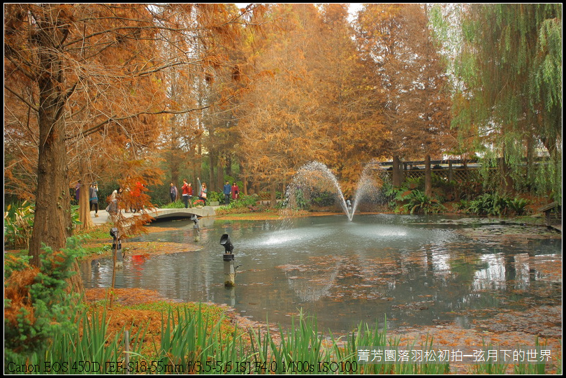 2015年菁芳園落羽松初拍_33.JPG