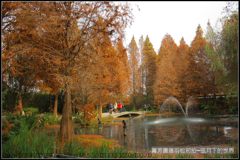 2015年菁芳園落羽松初拍_35.JPG