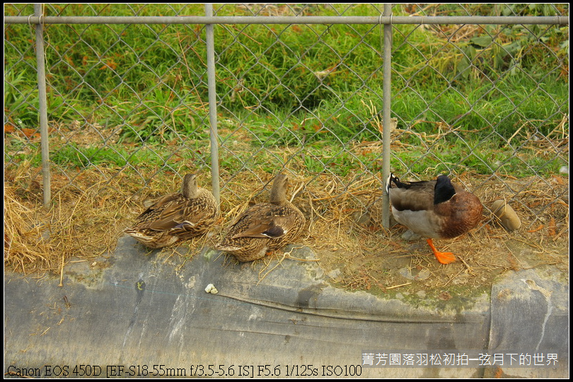 2015年菁芳園落羽松初拍_39.JPG