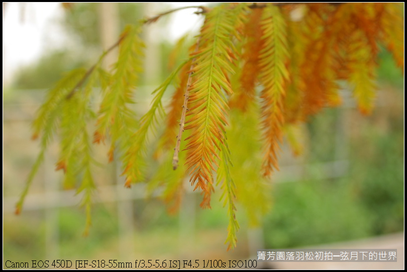 2015年菁芳園落羽松初拍_40.JPG