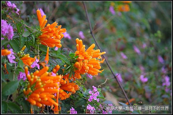 中原大學~炮仗花牆_01