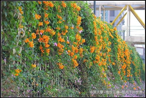 中原大學~炮仗花牆_02