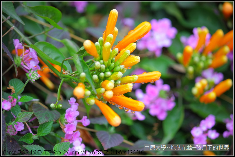 中原大學~炮仗花牆_04