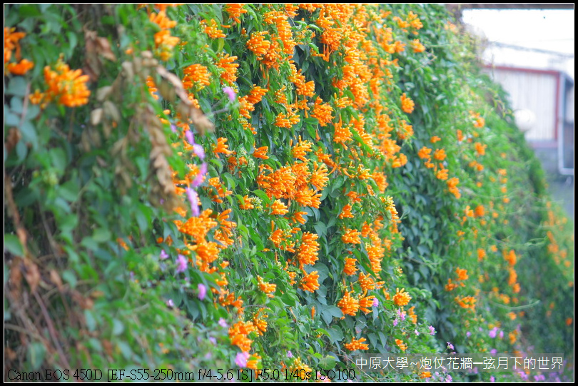 中原大學~炮仗花牆_07