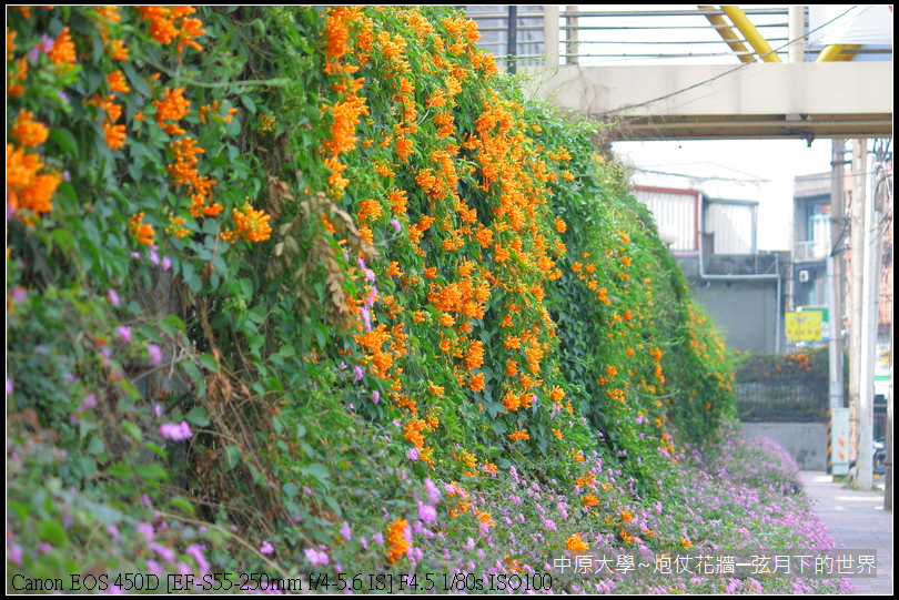 中原大學~炮仗花牆_10